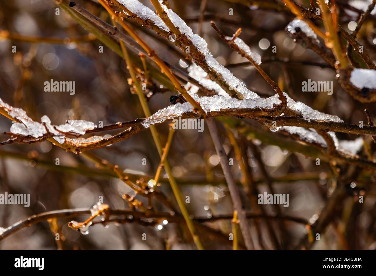Rami ricoperti di gelo che brillano alla luce del sole invernale, texture delicata e naturale che catturano la bellezza della stagione fredda e dettagli di ghiaccio scintillanti in natura Foto Stock