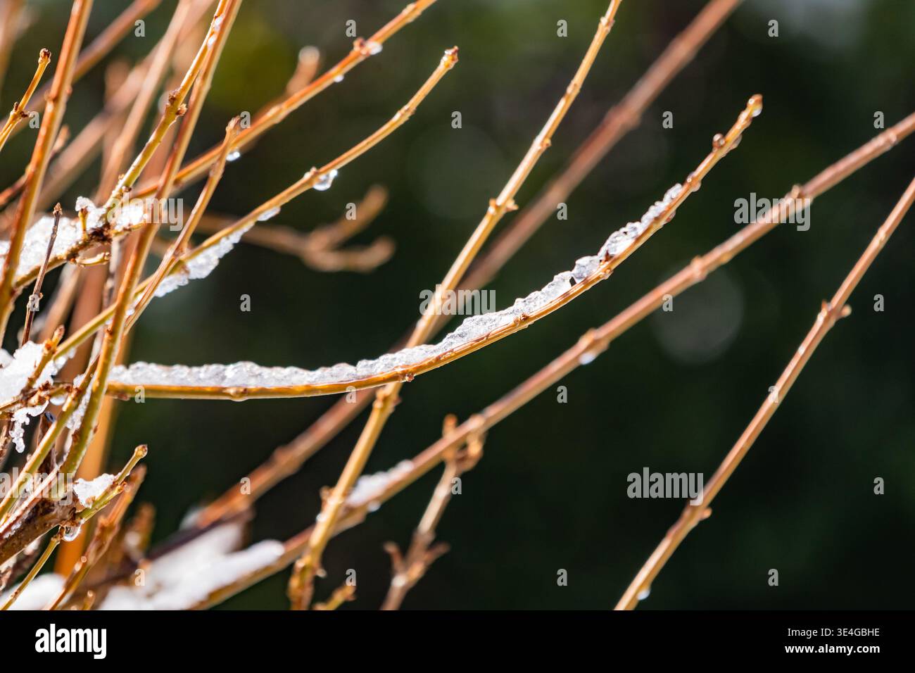 Rami invernali spolverati di neve con gocce di ghiaccio in fusione, delicata consistenza stagionale che cattura la luce fredda del sole, resilienza della natura e atmosfera serena della foresta Foto Stock
