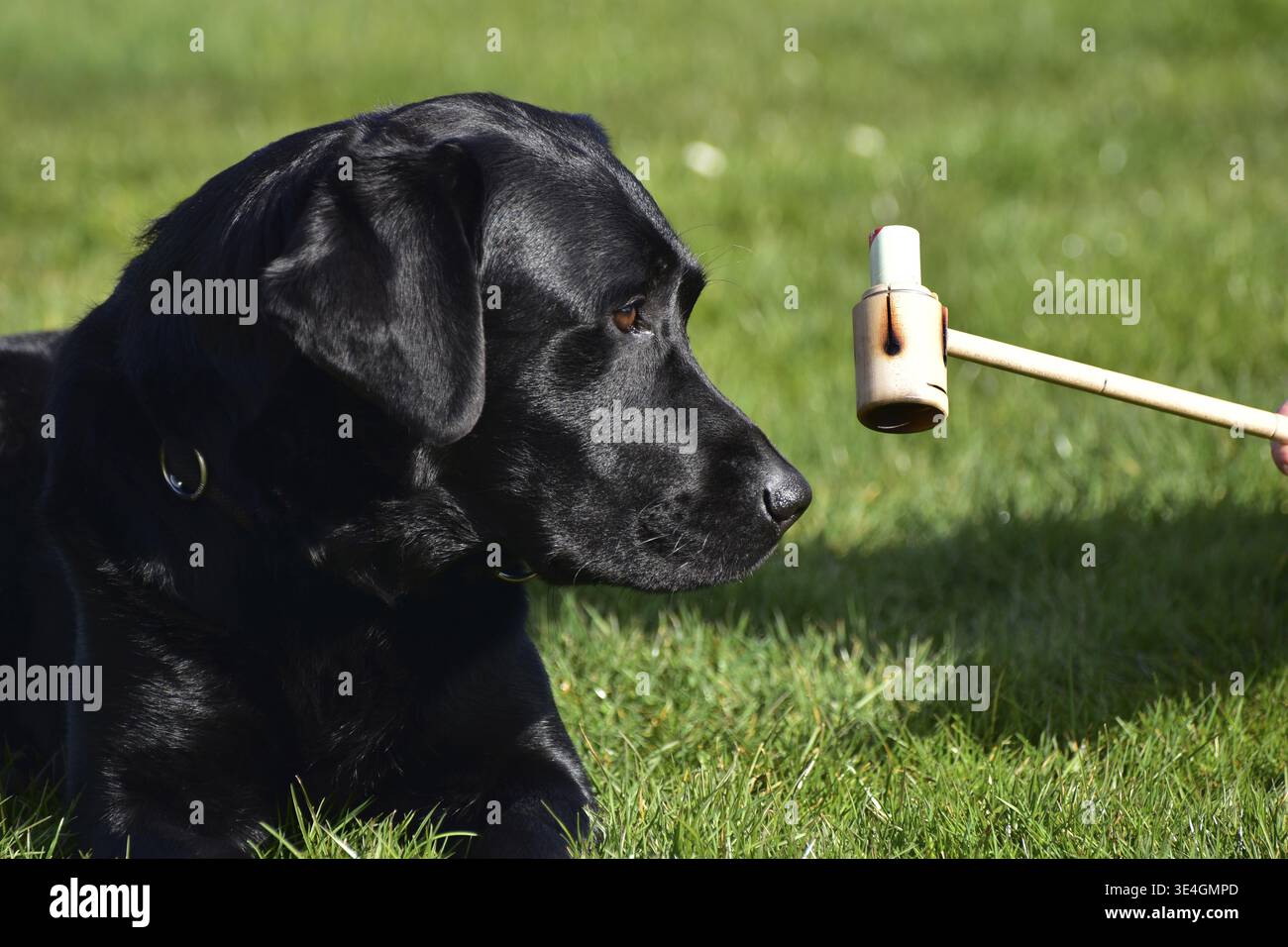 Applicazione di procedure veterinarie pratiche nella terapia dei cani utilizzando l'esempio di un cane maschio Labrador Retriever con un tubo moxibustion (moxa Foto Stock