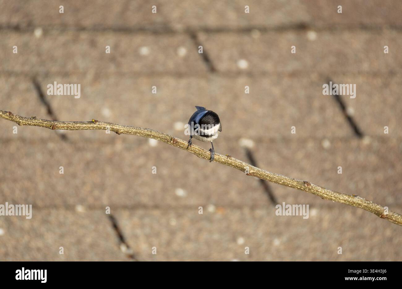 Un picchio della Carolina (Poecile carolinensis) appollaiato su un ramo sottile, Arkansas, USA. Foto Stock