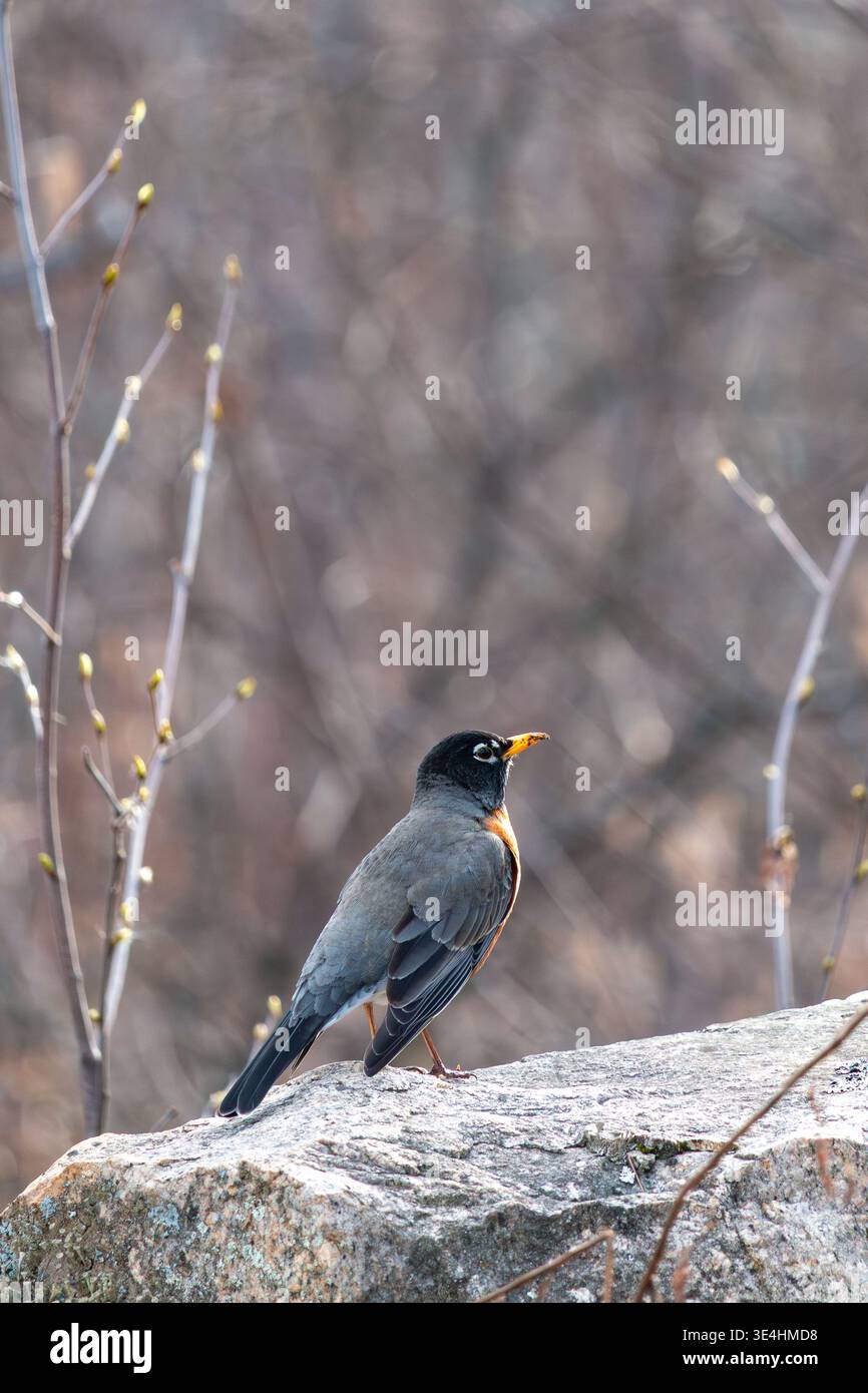 robin americano, Turdus migratorius, in una foresta primaverile Foto Stock