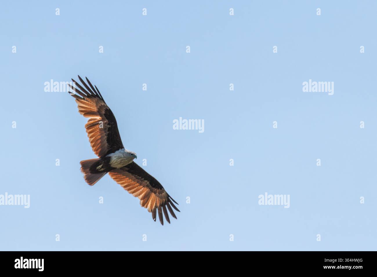 Aquila che vola in cielo azzurro con Ali completamente sparse Foto Stock