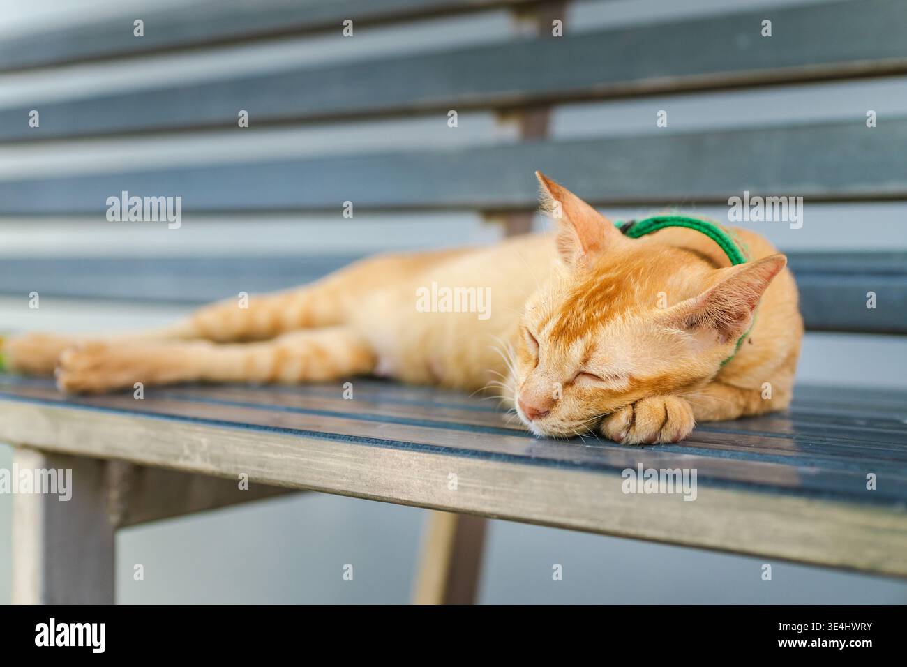 Gatto dello zenzero che dorme su una panca in metallo con colletto verde in una luce soffusa e tranquilla Foto Stock