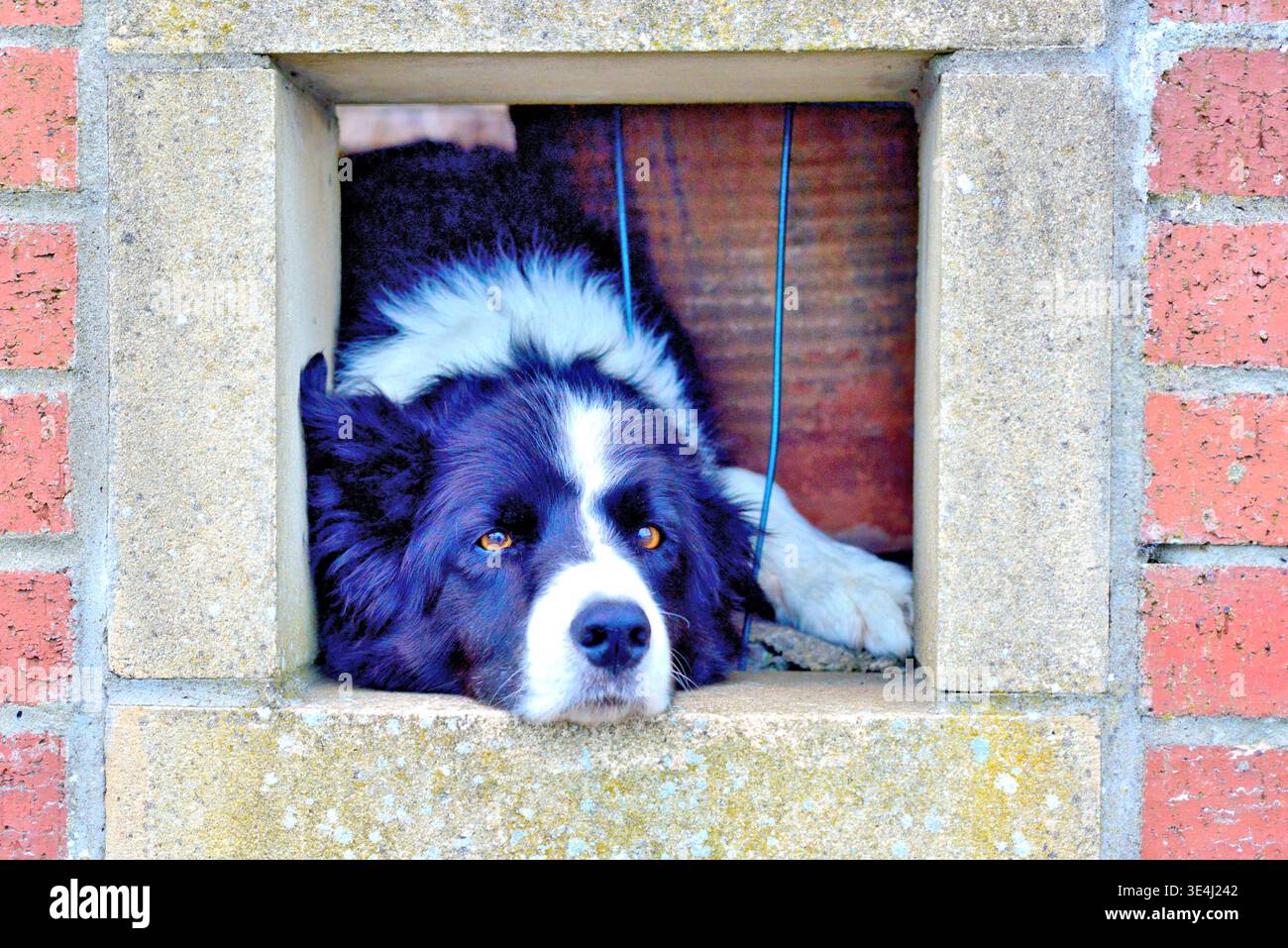 Cane Collie bianco e nero che aspetta il suo padrone da una finestra murata in mattoni rossi Foto Stock