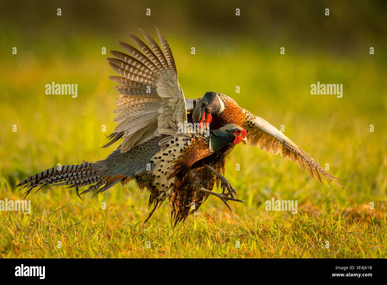 Fagiani territoriali con collo ad anello che combattono sull'erba Foto Stock