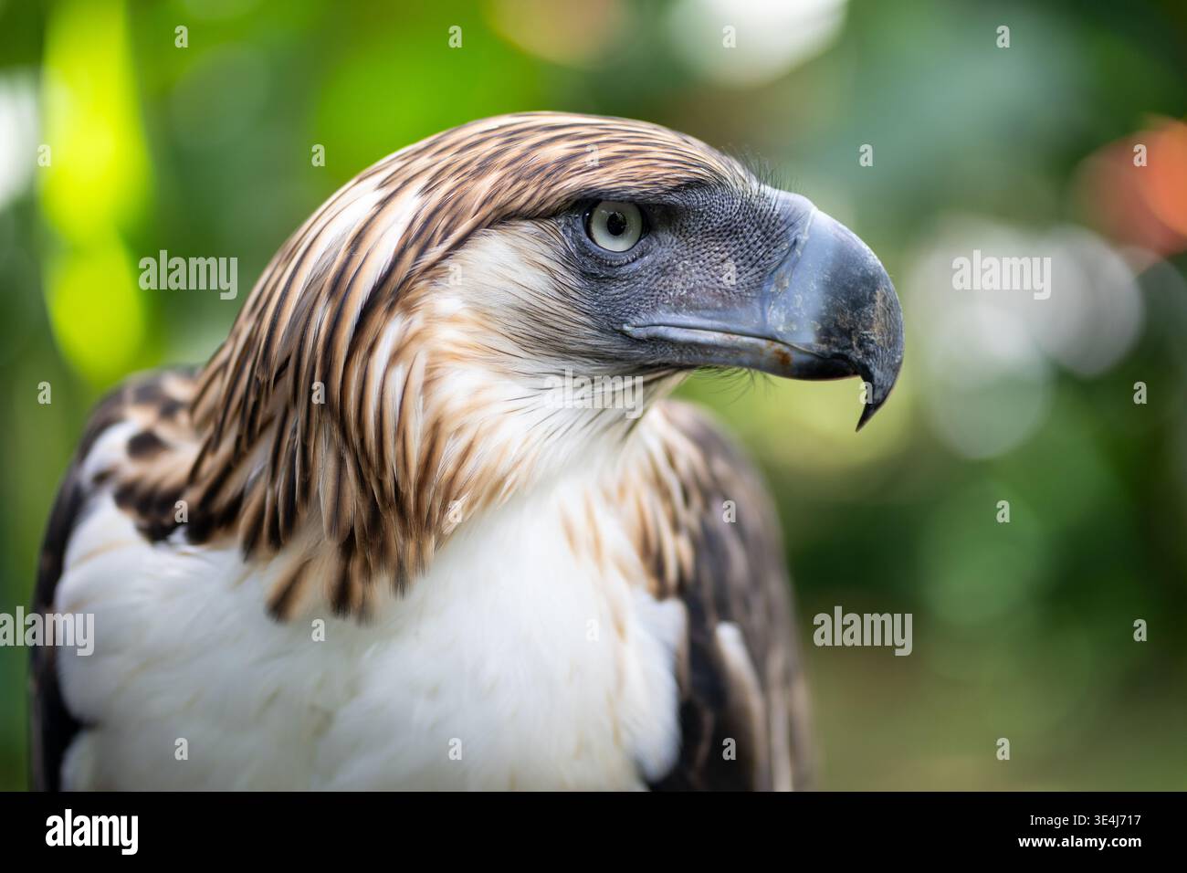 Ritratto ravvicinato dell'aquila delle Filippine che mostra uno stemma distintivo e un potente becco presso la Philippine Eagle Foundation, Davao, Filippine. Foto Stock