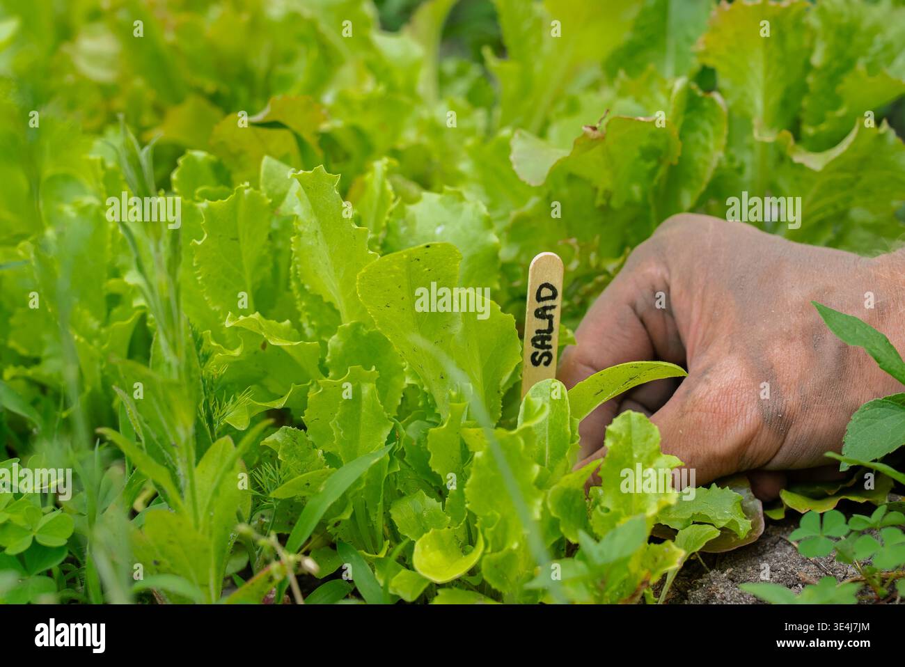Una mano posiziona con cura un pennarello di legno accanto alle piante di lattuga verde, riflettendo i principi del giardinaggio biologico. L'enfasi sulla salute del suolo e sulla sustaina Foto Stock