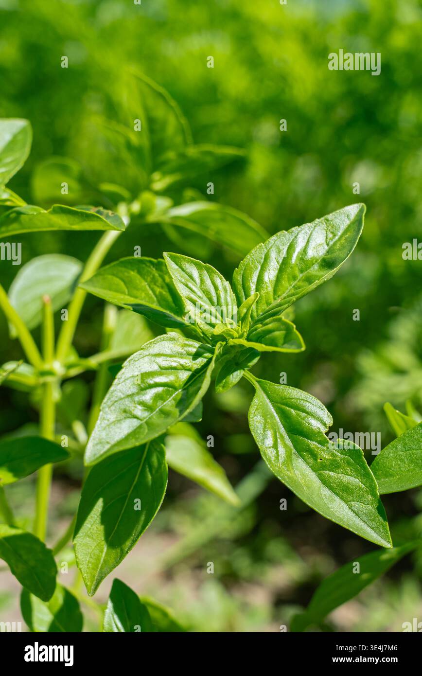 Vivace pianta verde di basilico che cresce in un giardino fiorente. La luce del sole esalta le sue foglie fresche, pronte per la raccolta e l'uso culinario. Un simbolo di Foto Stock