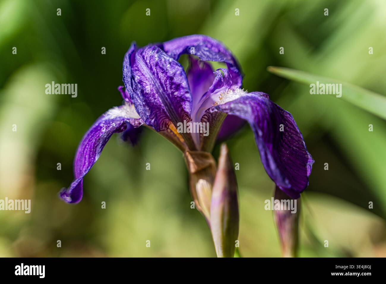 Primo piano di un Iris viola fiorito in primavera, caratterizzato da delicati petali e texture ricca, girato con luce naturale soffusa e un gar verde sfocato Foto Stock
