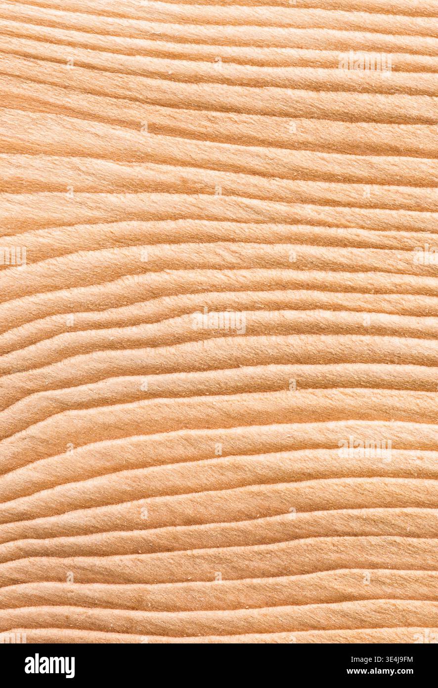 Fotografia macro di un pezzo di cedro macinato Foto Stock