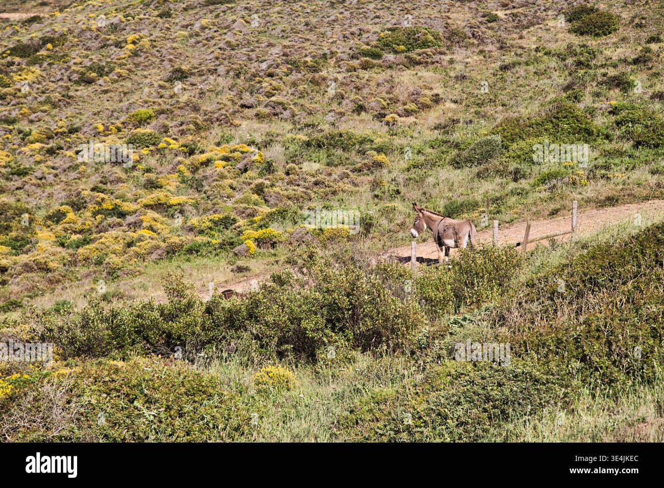 Asino in piedi Su Un sentiero costiero tra arbusti e fiori selvatici gialli. Foto Stock