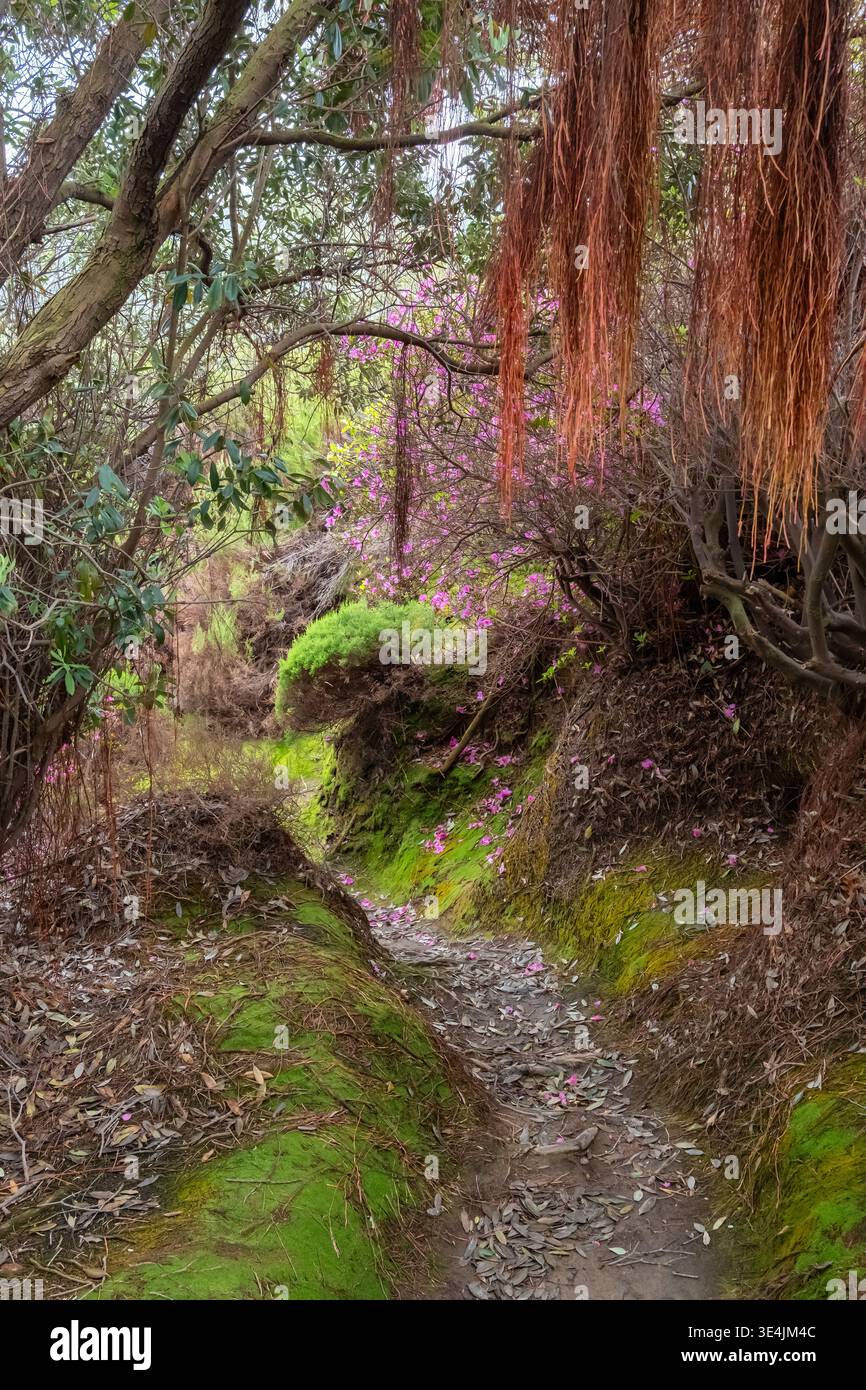 Percorso incantevole attraverso una lussureggiante foresta tropicale, l'isola di Sao Miguel, le Azzorre, il Portogallo Foto Stock