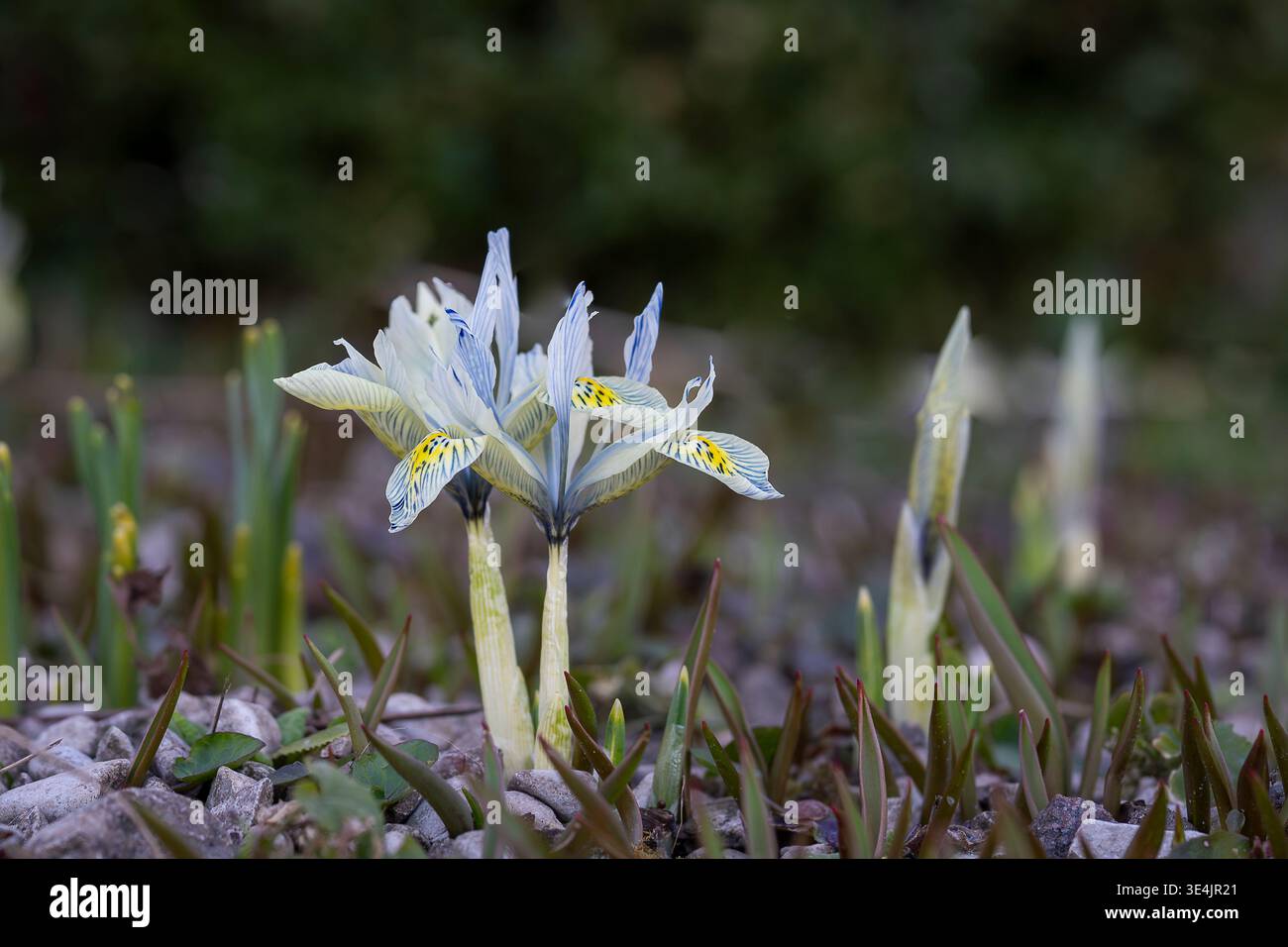 Iris nani «Katharine Hodgkin» che fioriscono nel giardino primaverile, petali azzurri pallidi e gialli con una luce naturale soffusa. Foto Stock