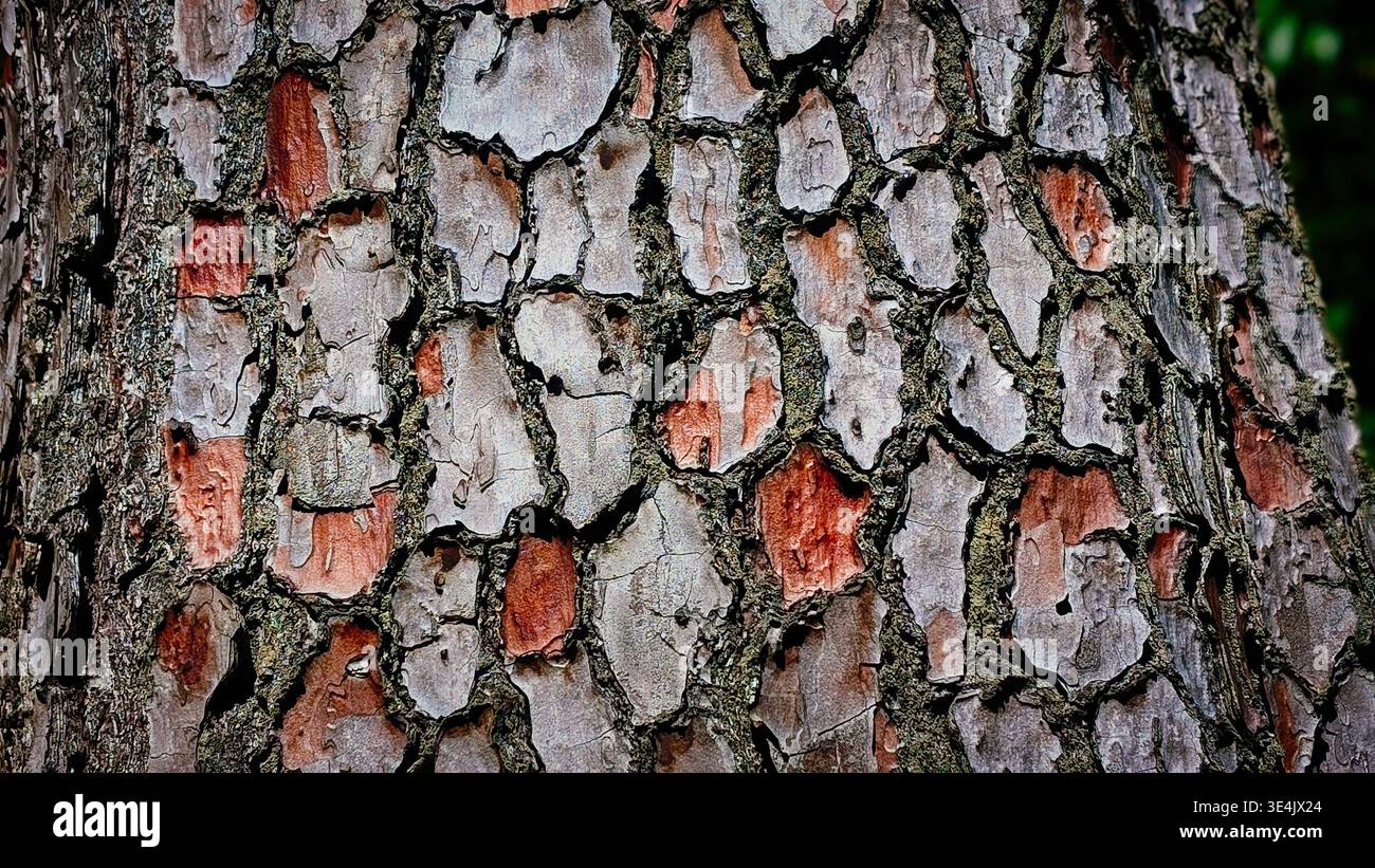 Una foto macro dettagliata che cattura l'esclusiva texture a mosaico della corteccia di pino invecchiata. L'immagine evidenzia profonde fessure verticali e orizzontali, rou Foto Stock