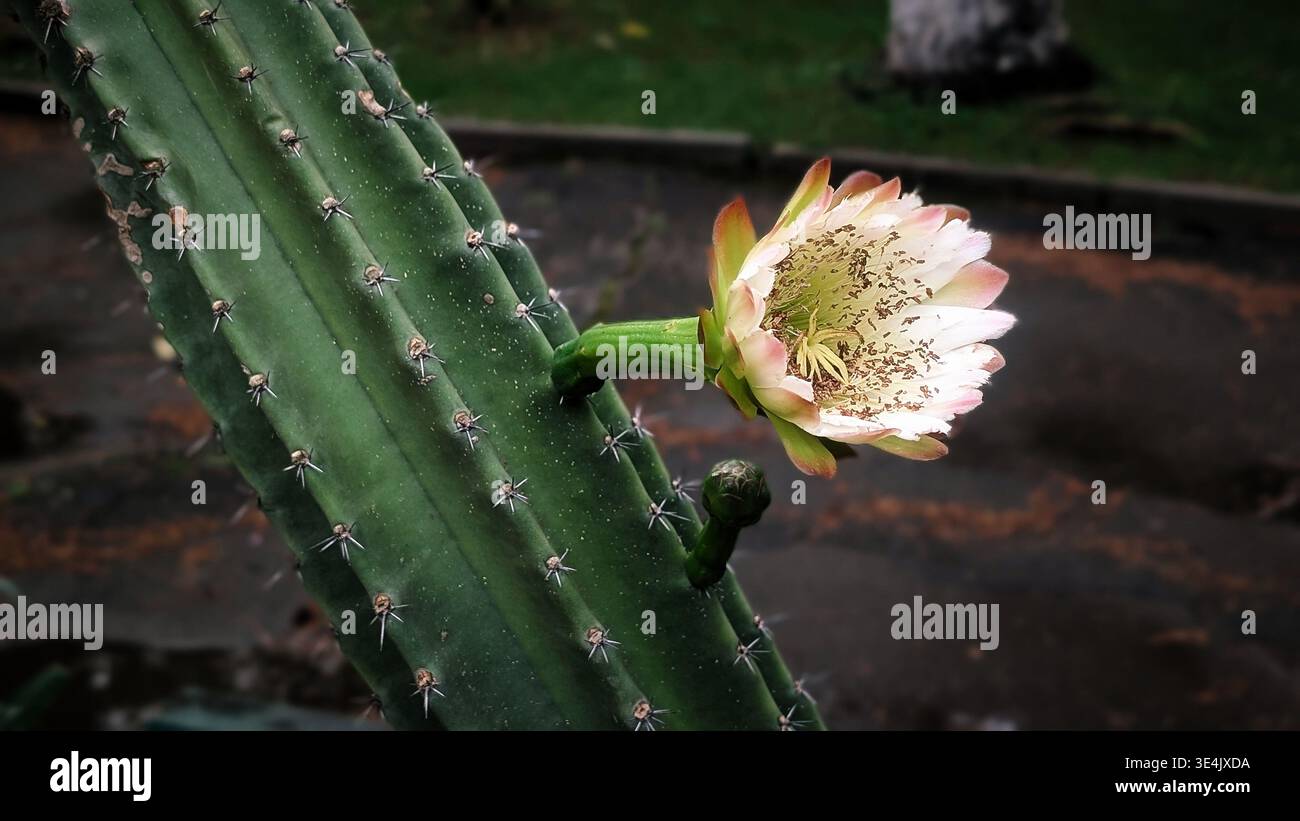 Un primo piano dettagliato che cattura un fiore di cactus bianco e rosa in piena fioritura, che emerge da uno stelo di cactus verde a coste. L'immagine mostra l'intricato Foto Stock