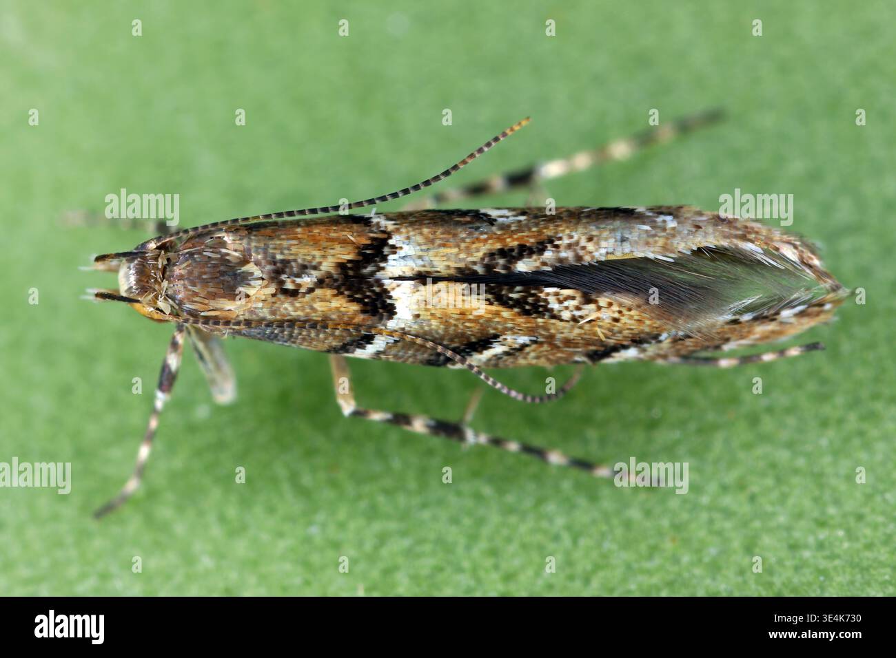 La falena minatrice (Acrocercops brongniardella) è una falena della famiglia Gracillariidae. Foto Stock