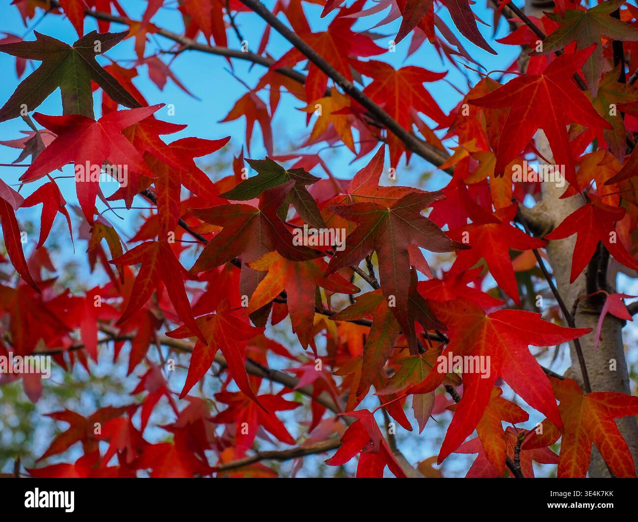 Foglie autunnali rosse e arancioni su un albero contro un cielo azzurro, catturando i colori ricchi e la bellezza stagionale dell'autunno in primo piano Foto Stock