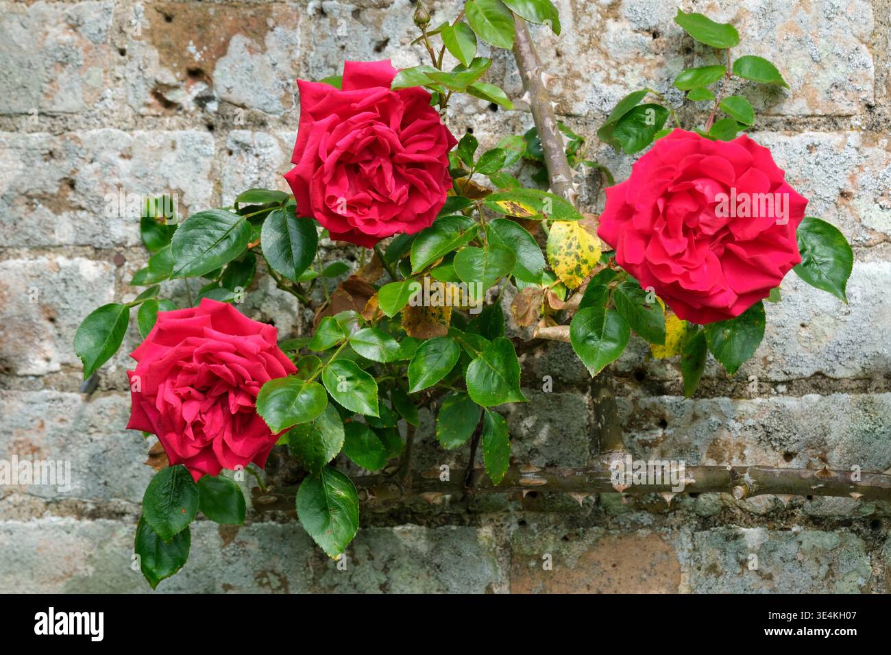 Rosa Dublin Bay, rose Dublin Bay, rosa Macdub, rosa compatta di medie dimensioni, fogliame verde scuro lucido, fiori cremisi doppi e luminosi Foto Stock
