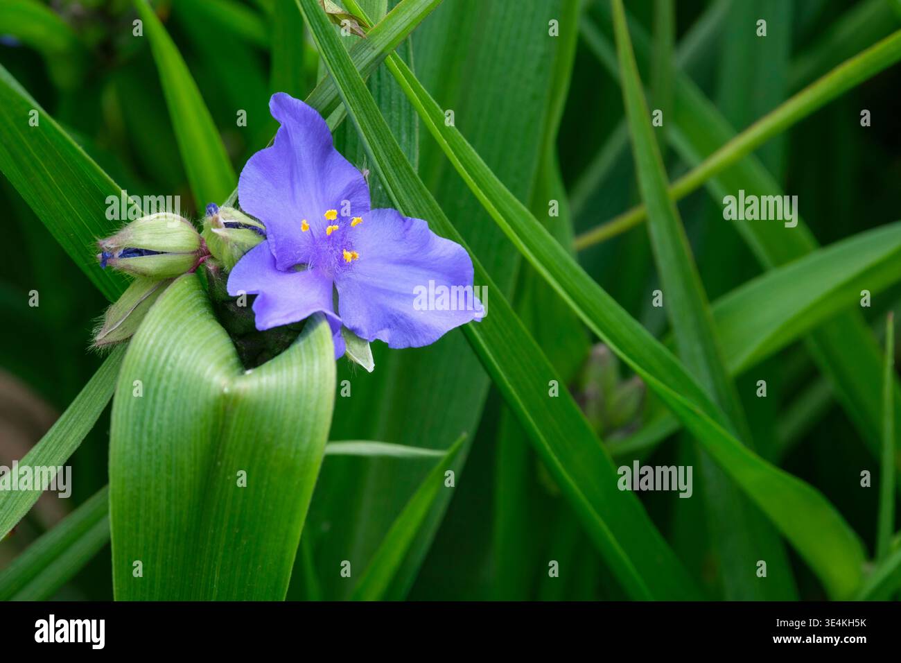 Pietra Blu Tradescantia, pietra Blu giglio ragno, fiori blu medio con stami gialli Foto Stock