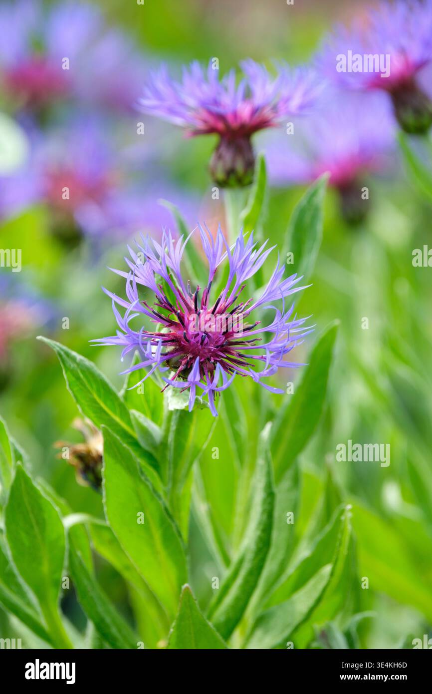Centaurea montana, fiordaliso perenne, foglie lobate, peloso sotto, teste di fiori blu con centri rossastri Foto Stock