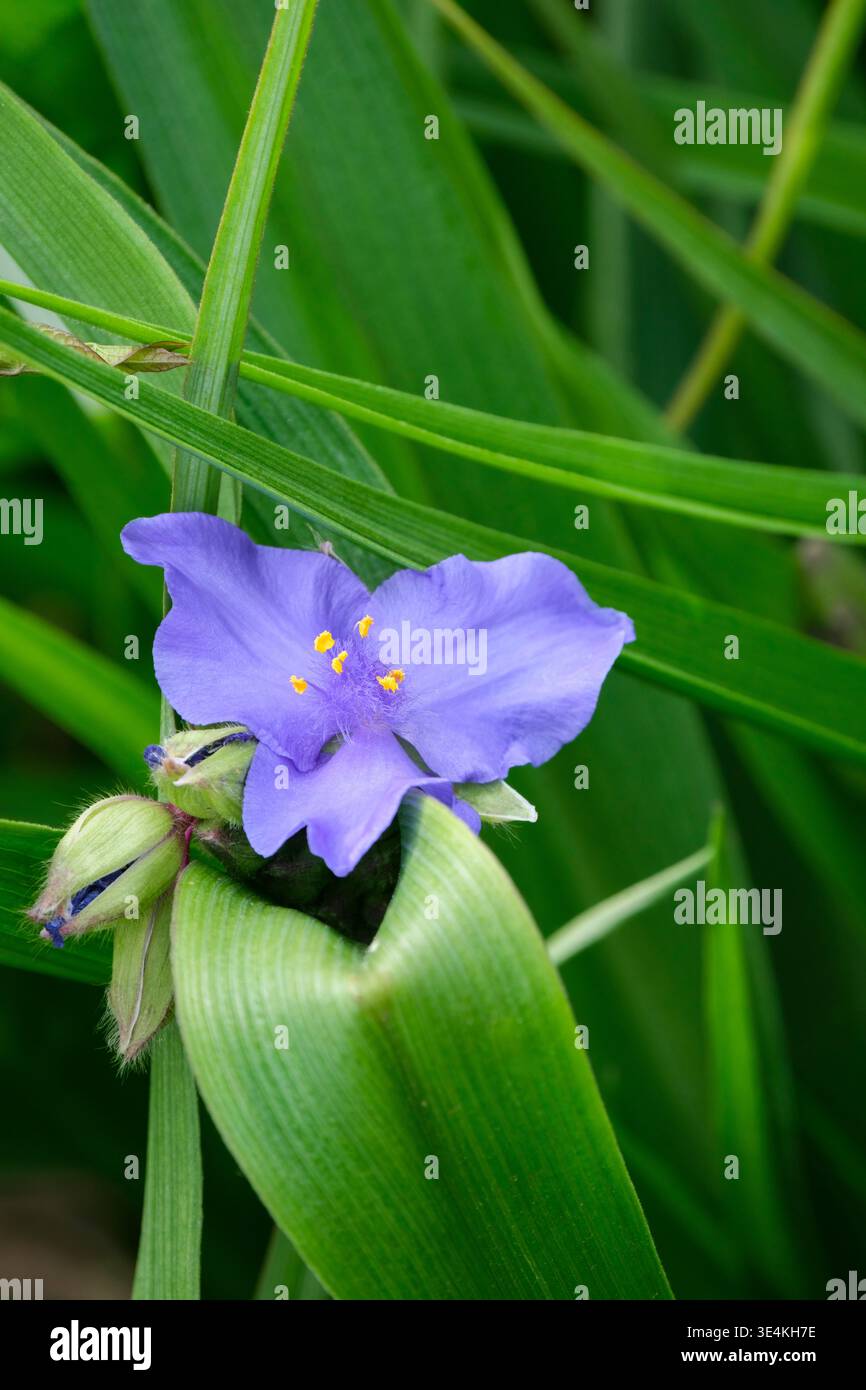 Pietra Blu Tradescantia, pietra Blu giglio ragno, fiori blu medio con stami gialli Foto Stock