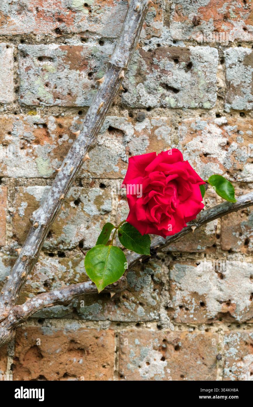 Rosa Dublin Bay, rose Dublin Bay, rosa Macdub, rosa compatta di medie dimensioni, fogliame verde scuro lucido, fiori cremisi doppi e luminosi Foto Stock