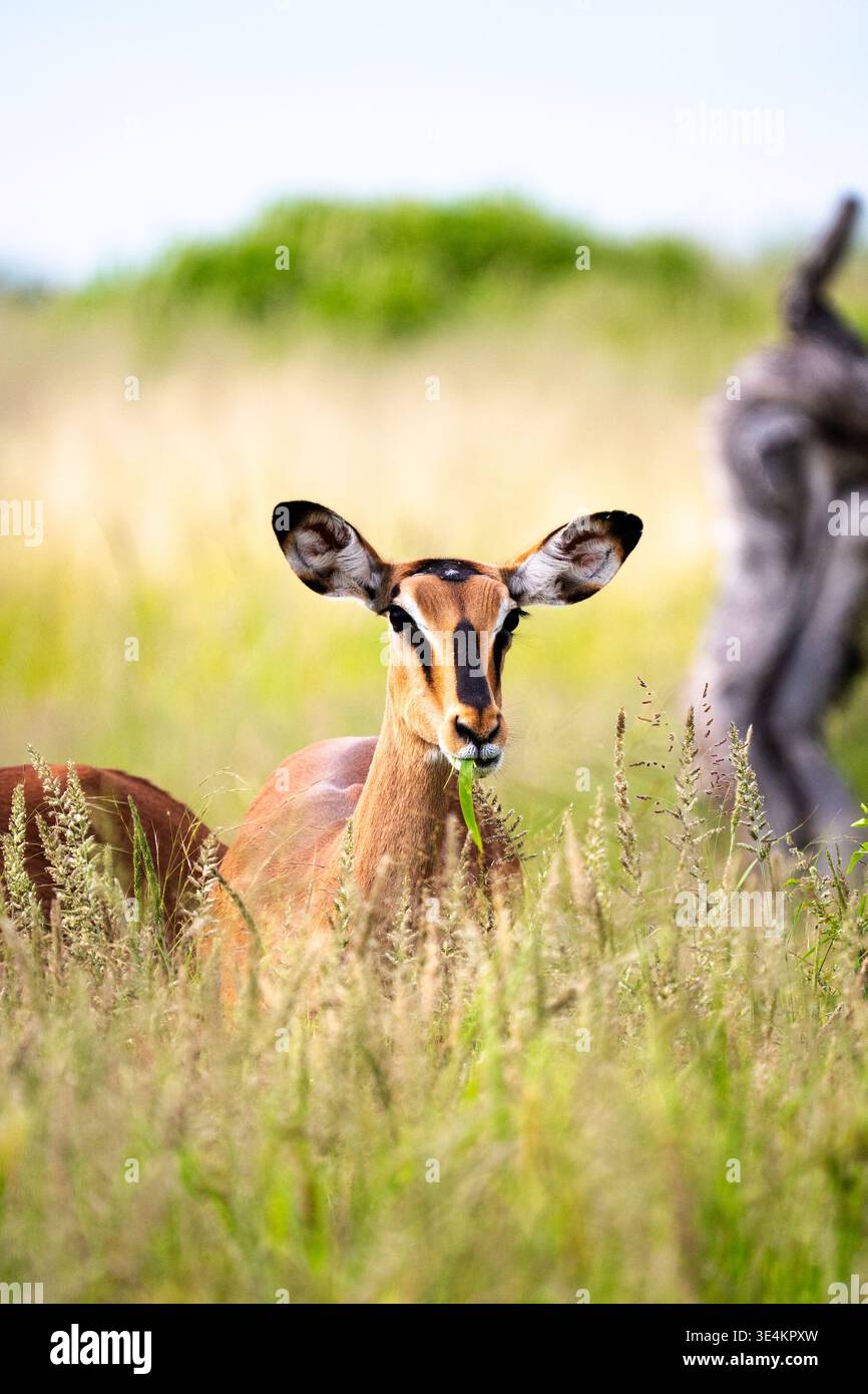 Fotocamera frontale antilope per primo piano, sguardo intenso con occhi mirati, orecchie prominenti e Whiskers, dettagliata Foto Stock
