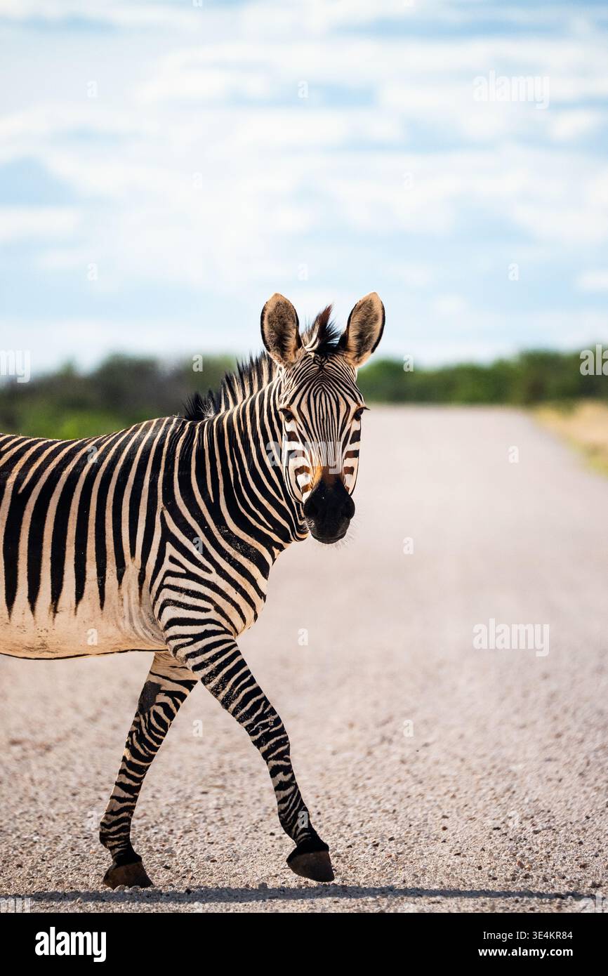 Zebra Crossing Dusty Gravel Road, Turned Head e Stripes impressionanti incorniciate da Open Plains, luce di mezzogiorno Foto Stock