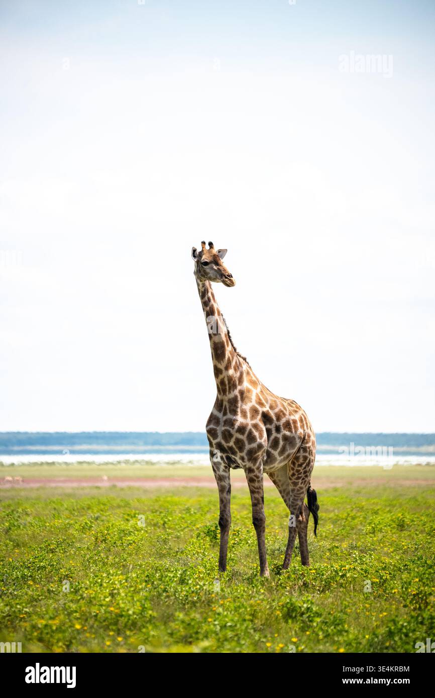 Giraffa solitaria nella savana costiera, in piedi alto su erba verde vicino a Ocean Horizon sotto il cielo pallido, vigile Foto Stock