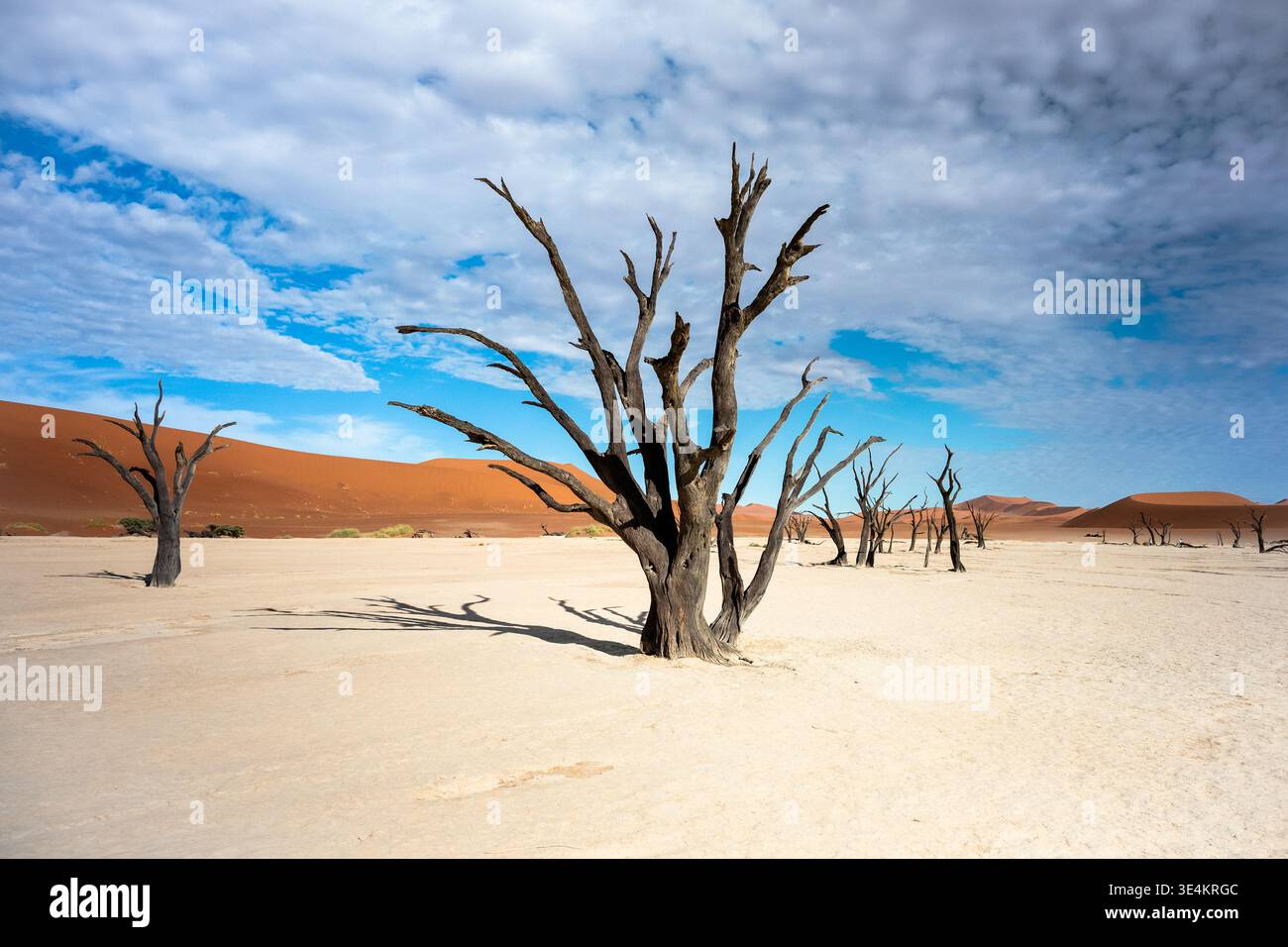 Gnarled Dead Tree in piedi su una salina incrinata con una linea di alberi sparsi e dune lontane, vicino primo piano Foto Stock