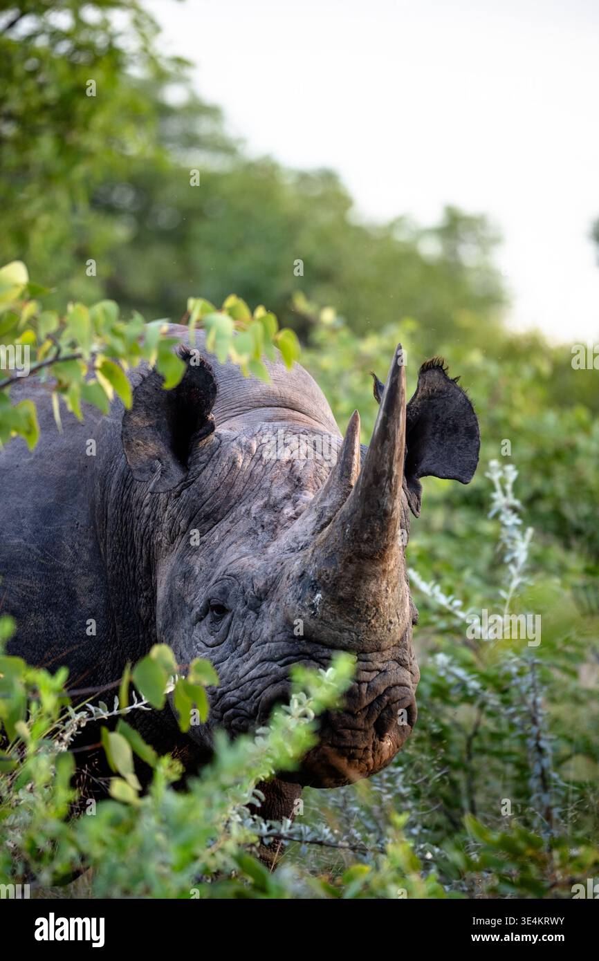 Rhino Standing Alert tra gli arbusti verdi, Heavyset Black Rhino ascoltando con le orecchie perlate e Horn Raised Foto Stock
