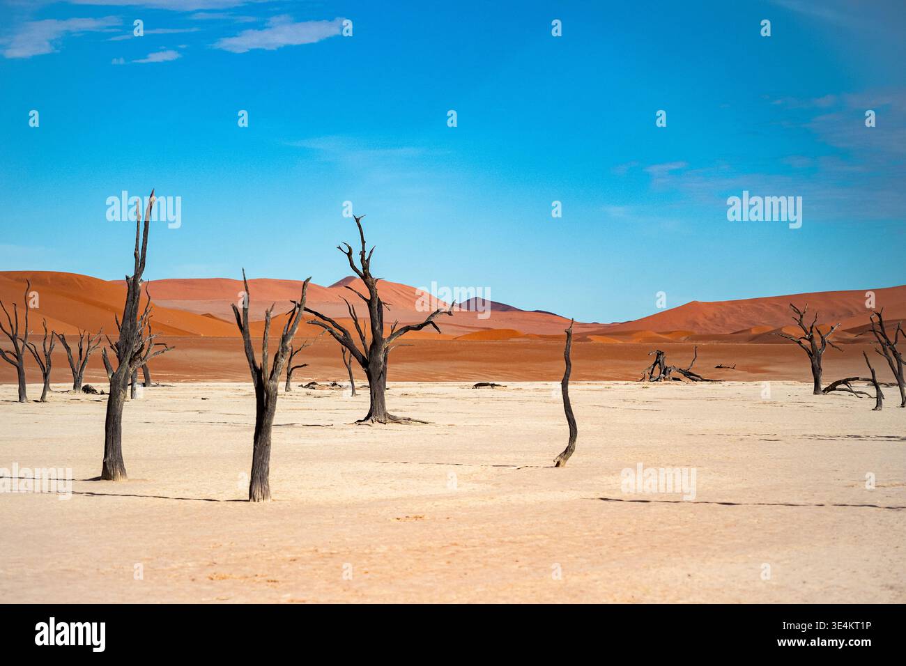 Cluster di alberi scheletrici su Salt Plain con Red Dunes e Azure Sky, forme verticali ripetitive creano ritmo Foto Stock