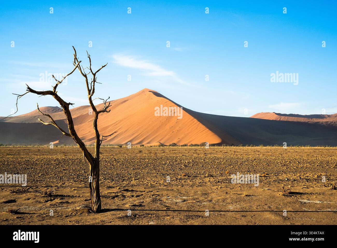 Ambientazione nel deserto con Lone Tree e Dune, Early Light Casting Long Shadows, Flat Cracked Foreground Foto Stock