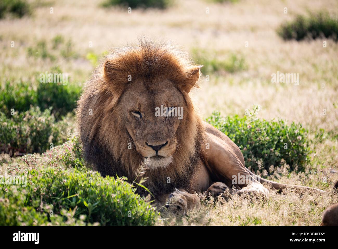 Leone maschio che si trova di fronte alla fotocamera con forte stare, sguardo diretto e postura in avanti, prospettiva frontale chiusa Foto Stock