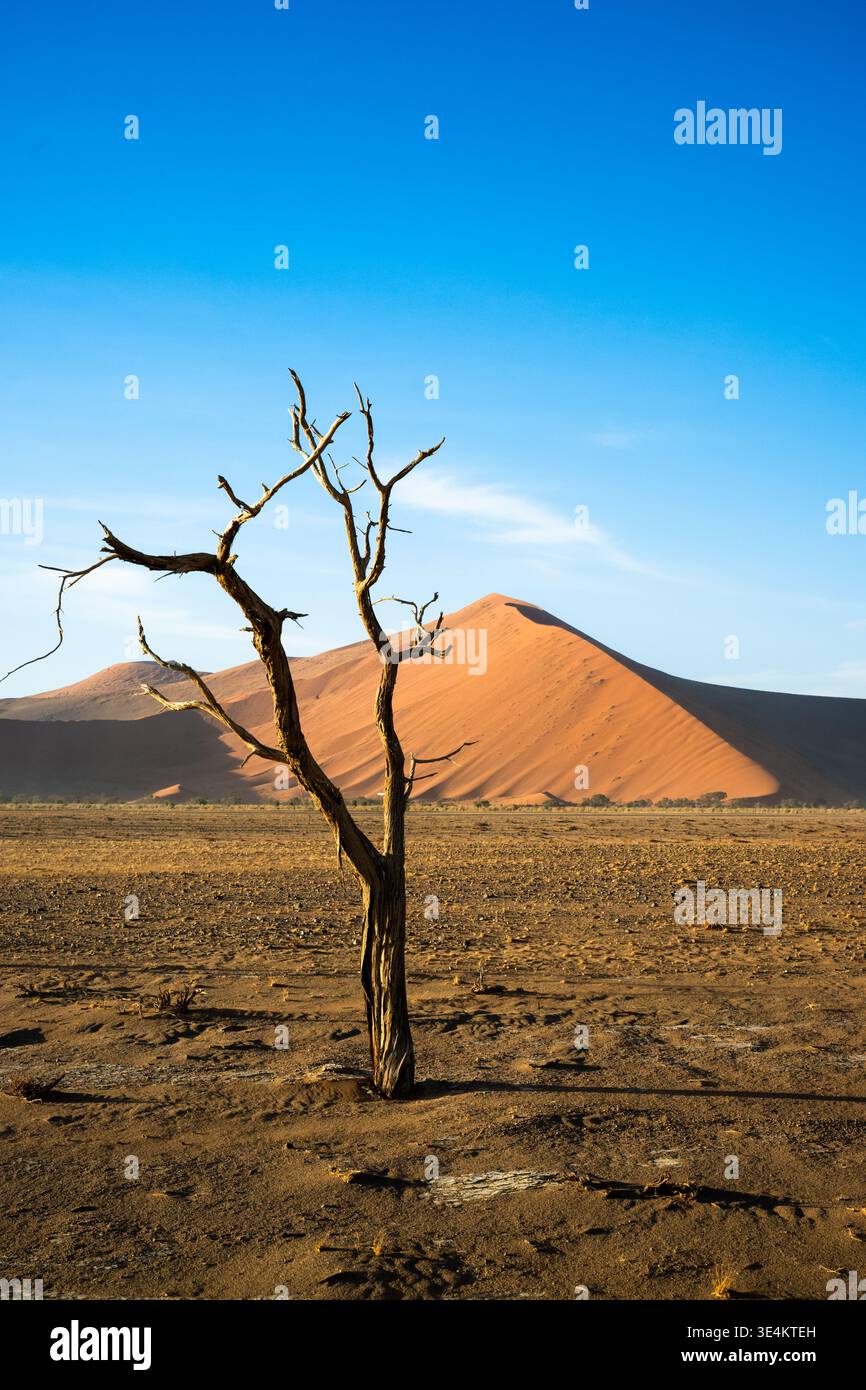 Profilo Dead Tree in Dune, contorni nitidi contro il cielo cobalto, luce calda della sera che scolpisce i contorni di sabbia, Foto Stock
