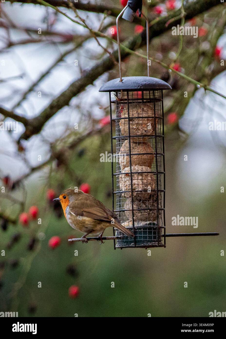 Un pettirosso europeo si appollaia su una mangiatoia per uccelli sospesa in filo metallico piena di palline di grasso, con uno sfondo morbido di una siepe invernale e bacche rosse. Foto Stock