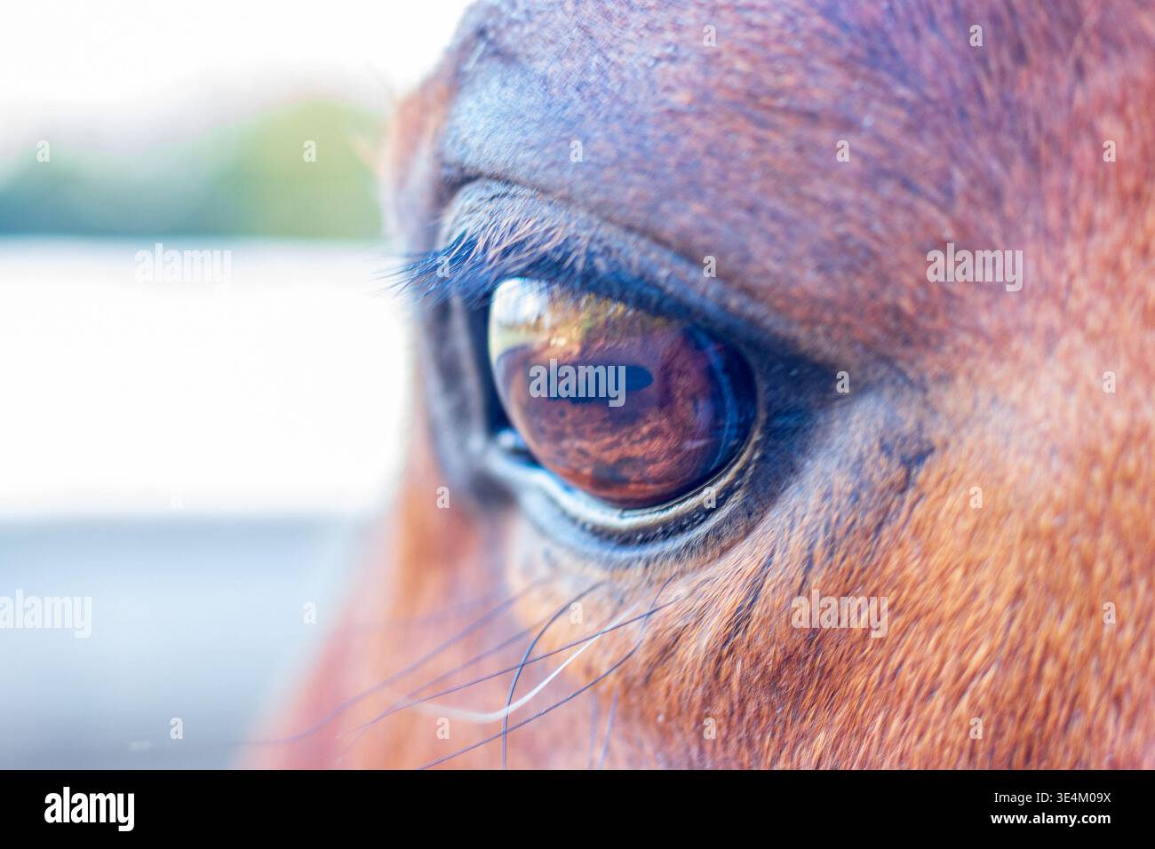 Un'estrema foto macro in primo piano che cattura i dettagli intricati dell'occhio, delle ciglia e di una sottile riflessione del paesaggio di un cavallo marrone castano Foto Stock