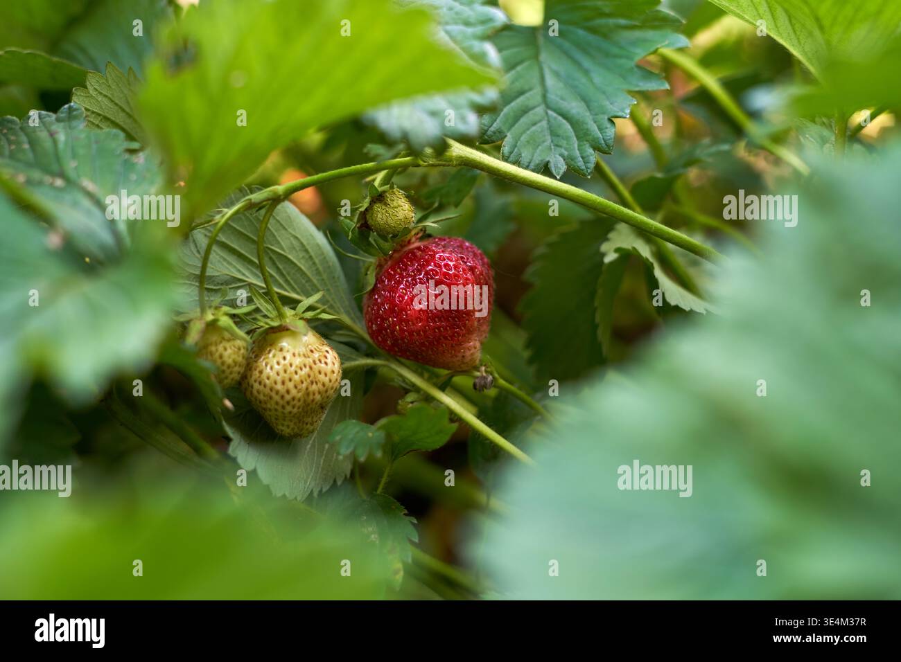 Foto ravvicinata delle piante di fragole con una fragola rossa matura e diverse fragole verdi non mature in varie fasi di sviluppo. Foto Stock