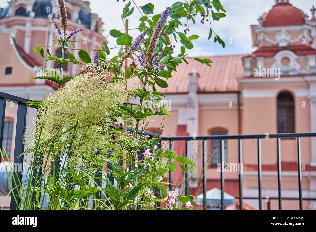 Un giardino con balcone con erbe ornamentali e piante viola in fiore in primo piano, caratterizzato da pennacchi verdi e spille Foto Stock