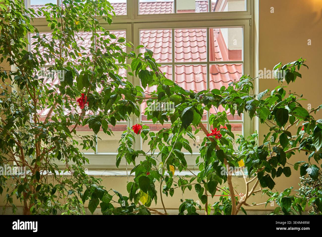 Veranda interna o atrio con lussureggianti piante tropicali verdi con vivaci fiori rossi di ibisco in primo piano. Grande con più riquadri Foto Stock