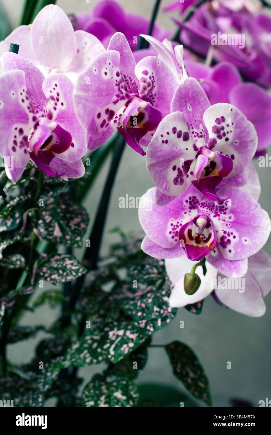 Fiori d'orchidea bianchi e violetti in una luce naturale soffusa Foto Stock