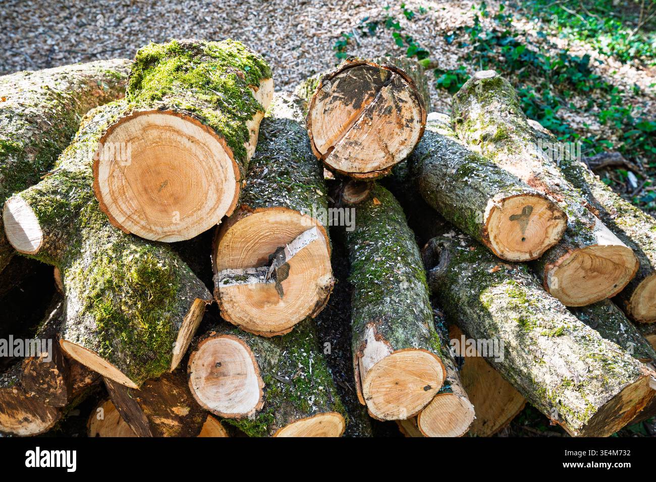 Una pila di tronchi appena tagliati, ricoperti di muschio, giace sul fondo della foresta, pronto per la legna da ardere o la costruzione. Foto Stock