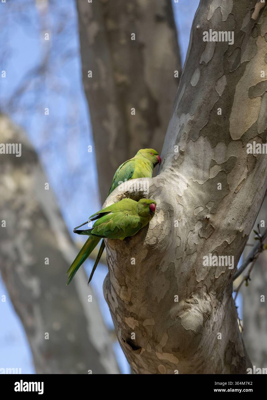 Preparare il nido Foto Stock