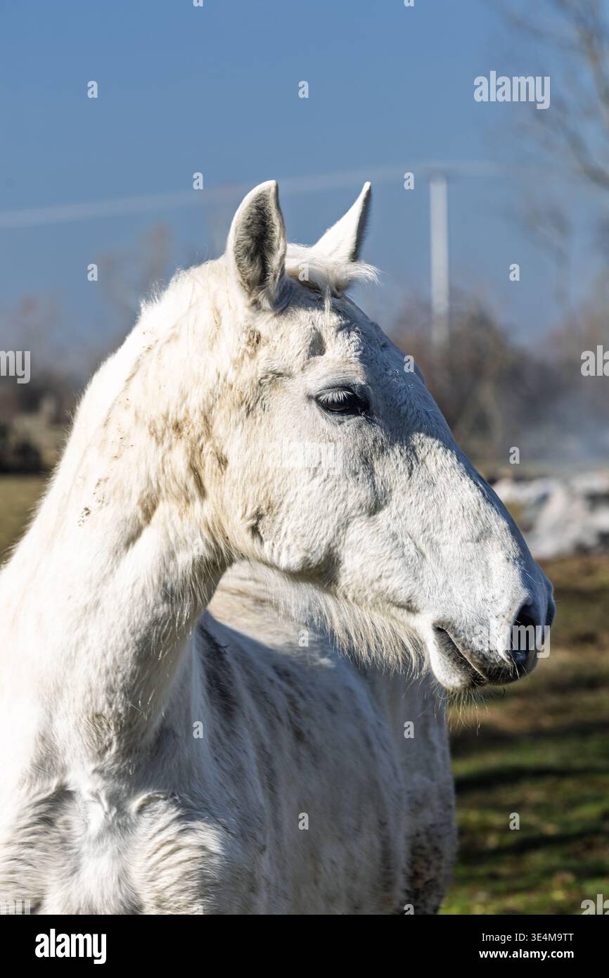 Delicato ritratto bianco di cavallo catturato in un pascolo soleggiato, che mostra un'espressione tranquilla e dettagli testurizzati del cappotto. Lo sfondo naturale delle aziende agricole trasmette tranquillità e tranquillità Foto Stock