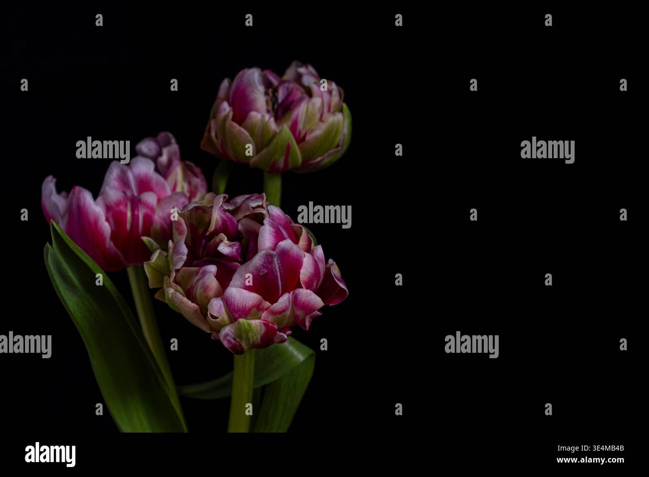 Primo piano di tre tulipani magenta-rosa con steli verdi e foglie su sfondo nero pieno. Vellutato con petali, illuminazione soffusa da parte di si Foto Stock