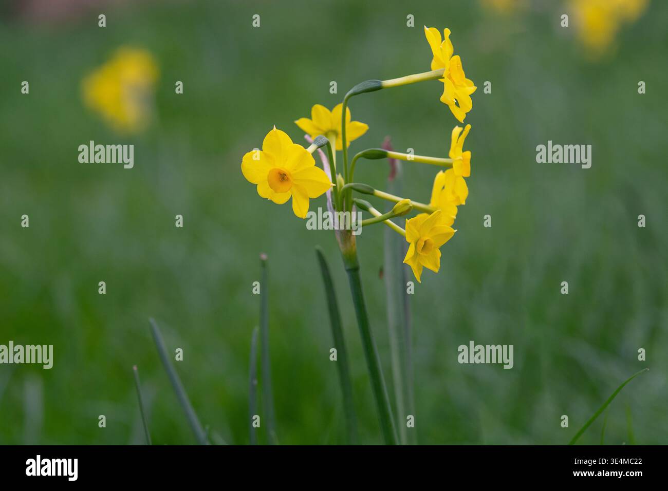 Primo piano di narcisi in miniatura, narciso, cultivar' Baby Moon', Springtime, Londra. Foto Stock