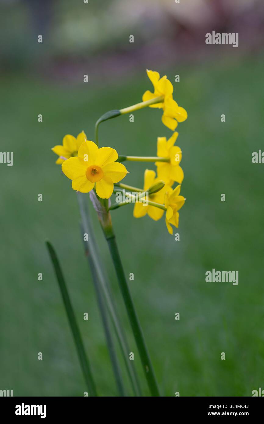 Primo piano di narcisi in miniatura, narciso, cultivar' Baby Moon', Springtime, Londra. Foto Stock
