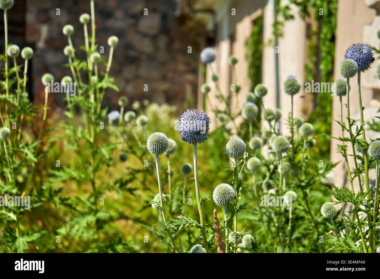 Un giardino illuminato dal sole caratterizzato da piante di cardo globo (Echinops) con teste di fiori sferiche blu-viola e gemme verdi intatte su steli alti. Il Foto Stock