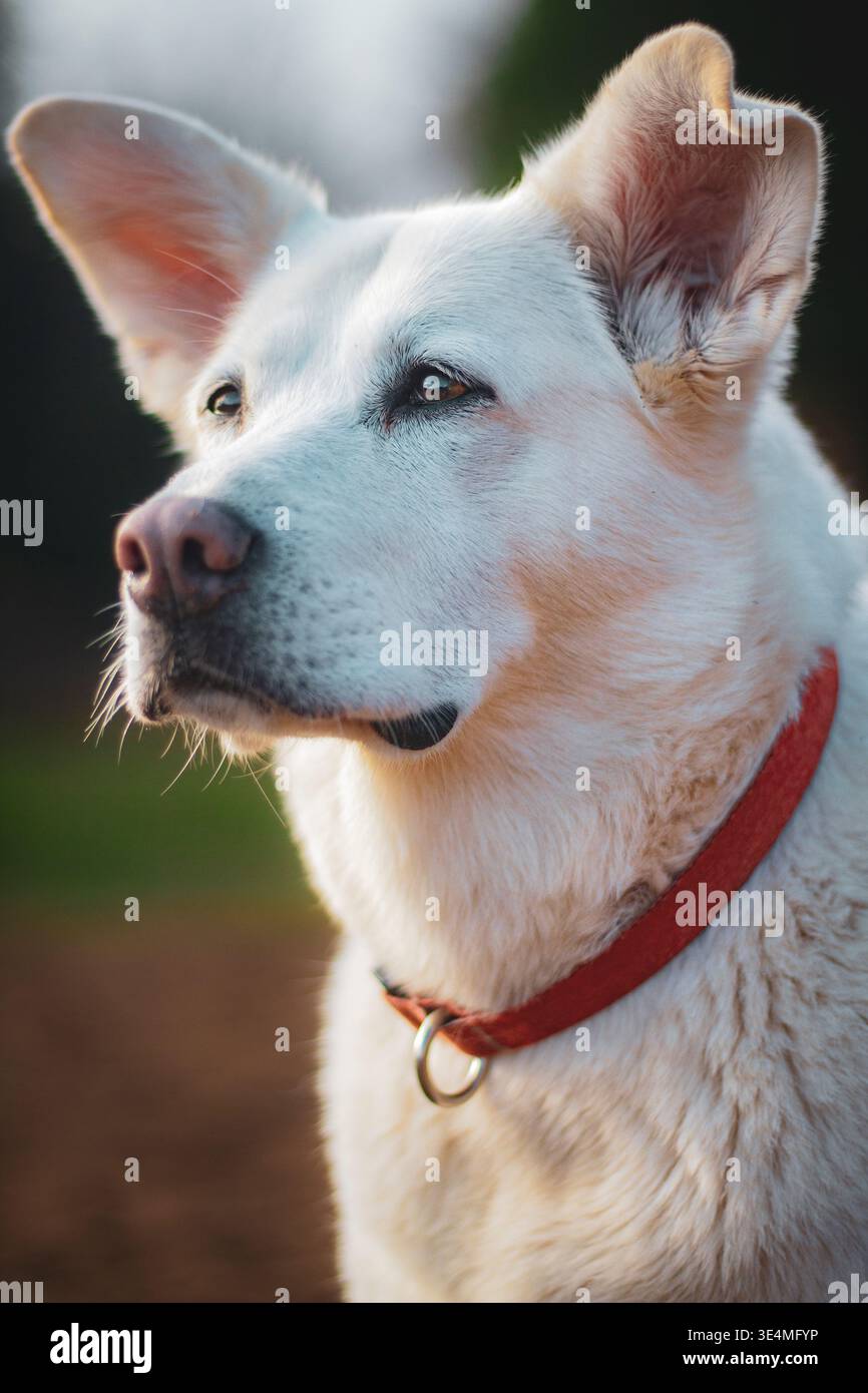 Un cane bianco soleggiato e stoico che guarda in lontananza mentre è all'aperto. Foto Stock