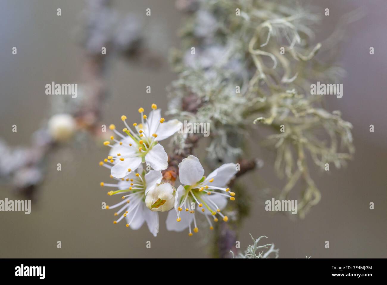 Primo piano della fioritura di spina nera con lichene all'inizio della primavera Foto Stock
